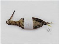 藏品(山鷸)的圖片